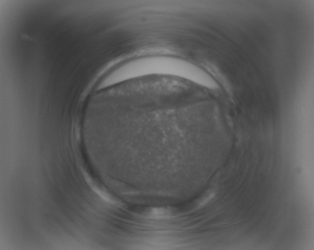 X0000081390060200702090048