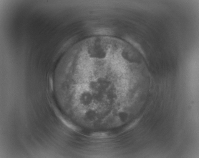 X0000081390061200702090048