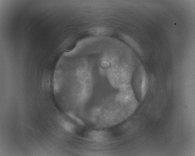 X0000081390065200702090048