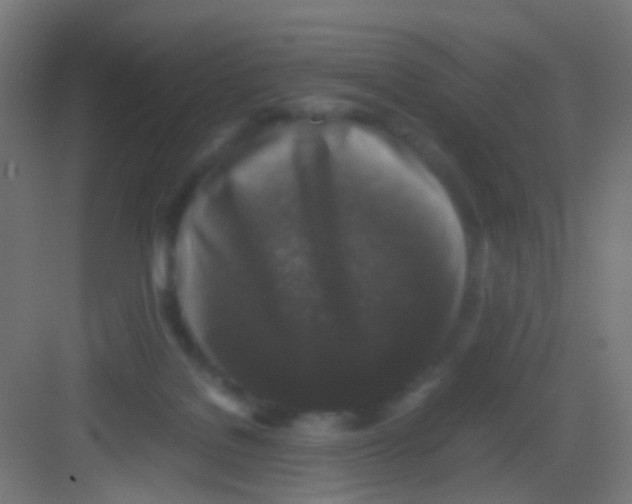 X0000081390076200702090049