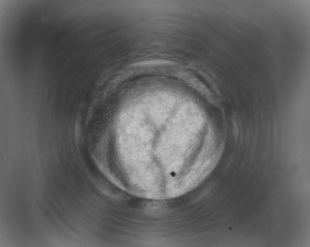 X0000081390088200702090049