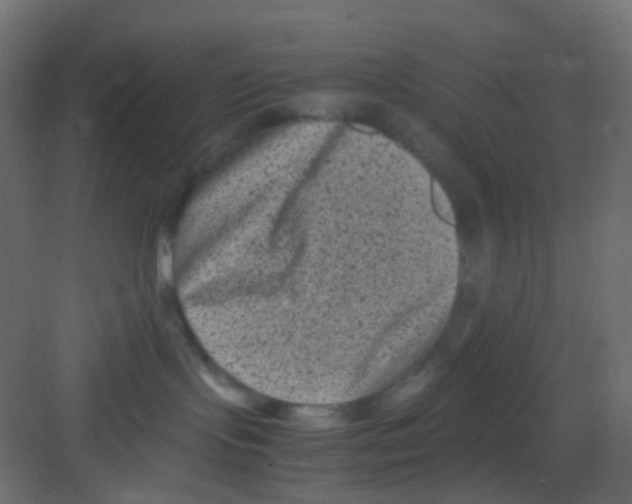 X0000081390095200702090049