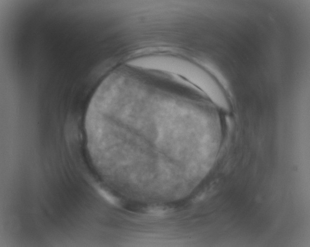 X0000081390105200702090048