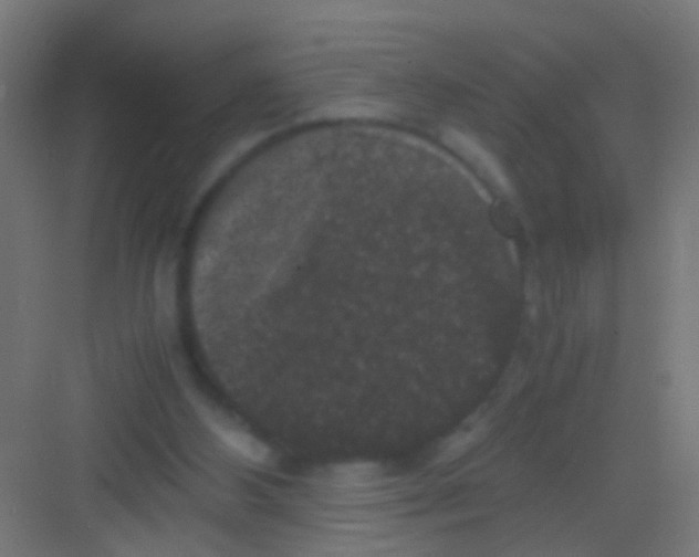 X0000081390108200702090048