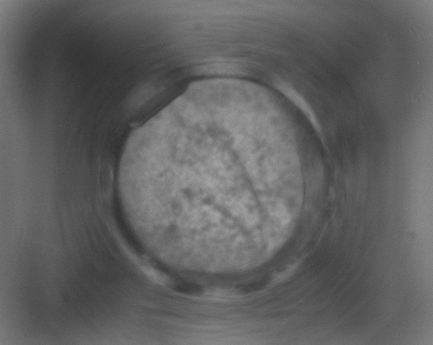 X0000081390109200702090048