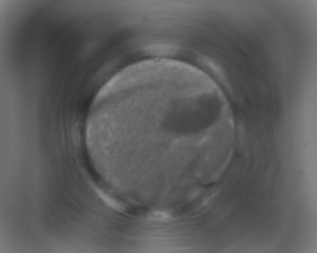 X0000081390114200702090048