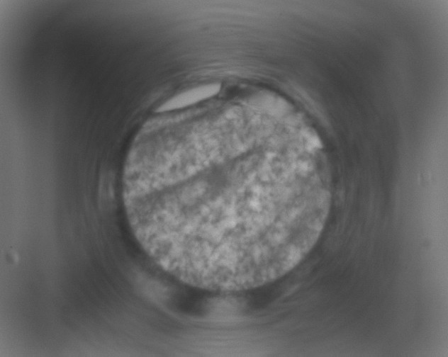 X0000081390115200702090048