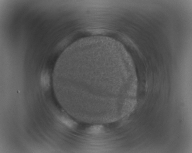 X0000081390124200702090048