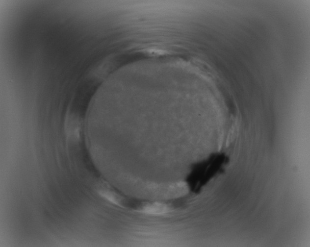 X0000081390125200702090048