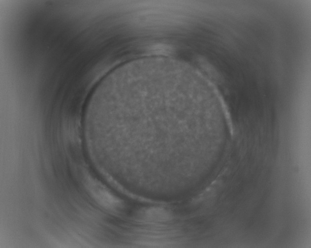 X0000081390146200702090047