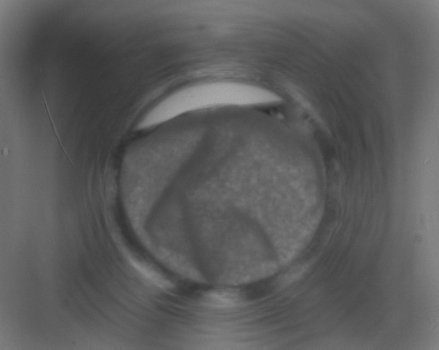 X0000081390164200702090047