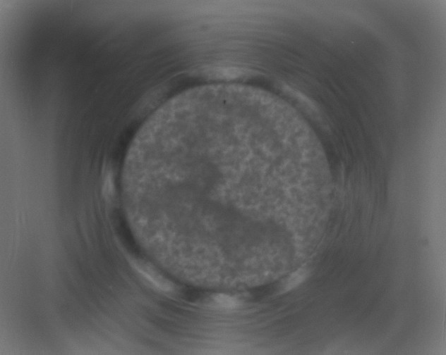 X0000081390166200702090047