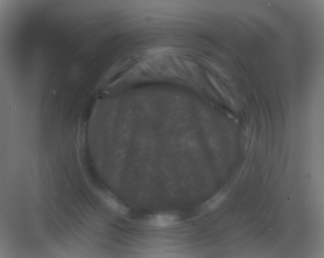 X0000081390168200702090047