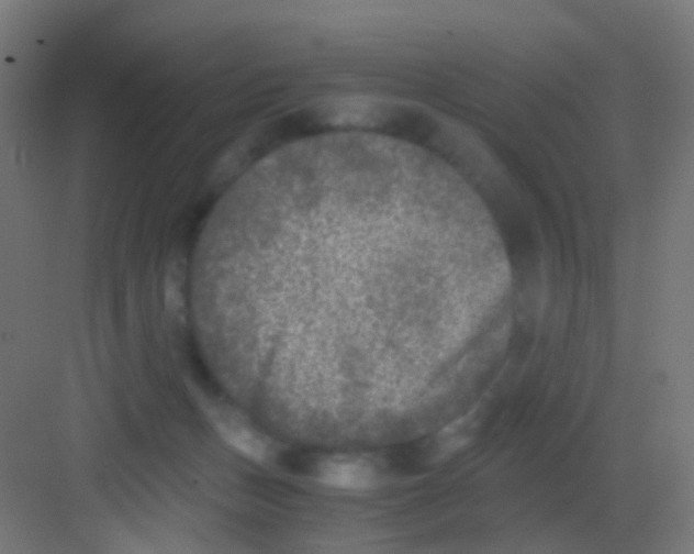 X0000081390175200702090047