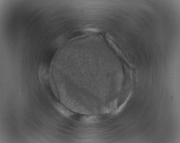 X0000081390186200702090047