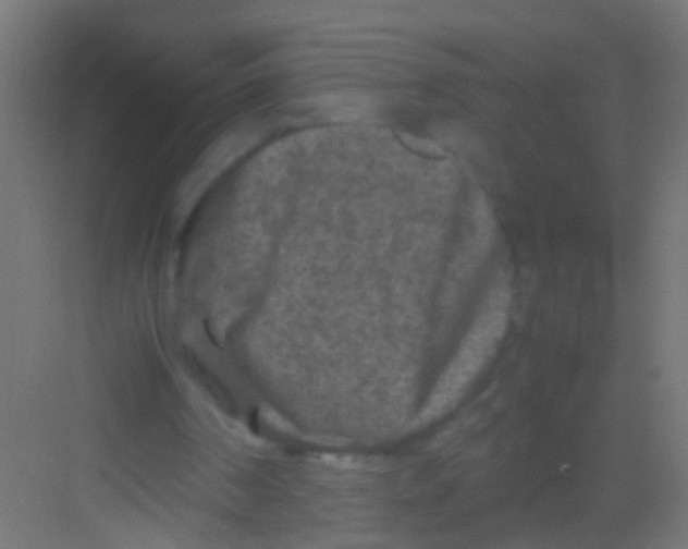 X0000081390194200702090046