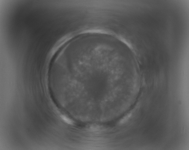 X0000081390199200702090046