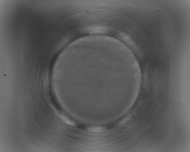 X0000081390202200702090046