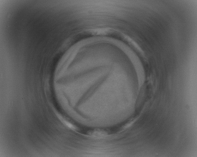 X0000081390209200702090046