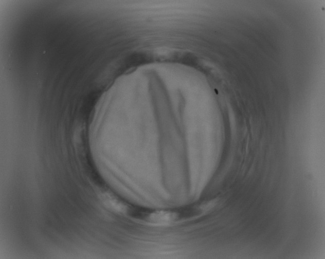 X0000081390225200702090046