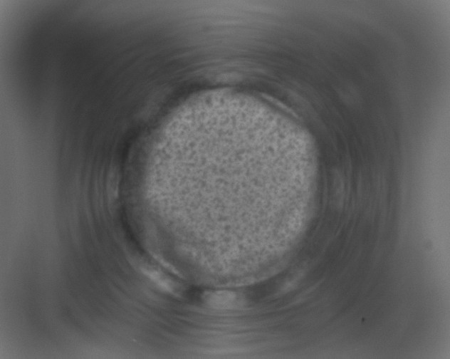 X0000081390230200702090046