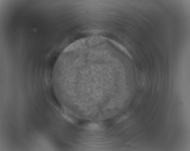 X0000081390236200702090046