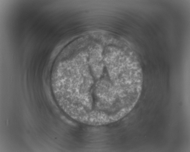 X0000081390241200702090045