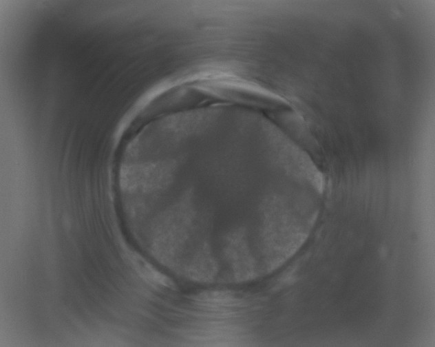 X0000081390244200702090045