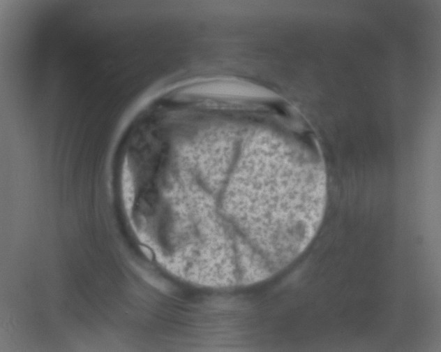 X0000081390246200702090045