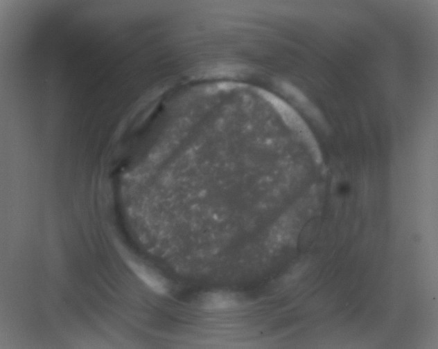 X0000081390250200702090045