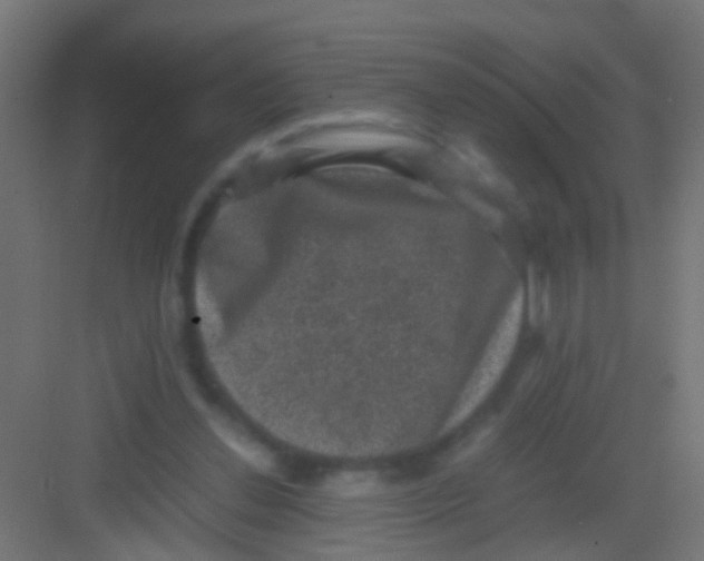 X0000081390252200702090045