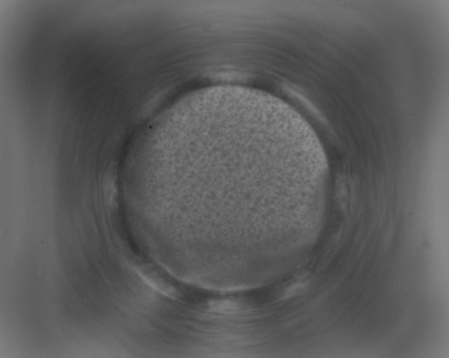 X0000081390259200702090045