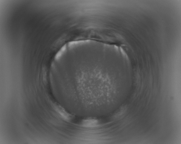 X0000081390266200702090045