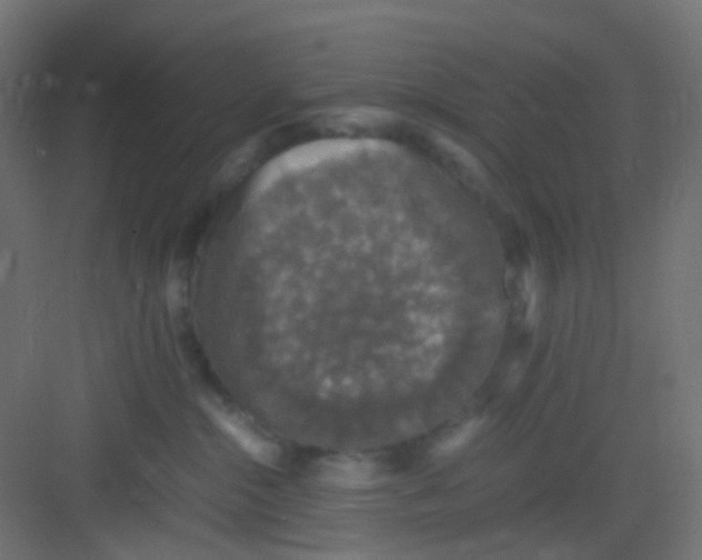 X0000081390284200702090046