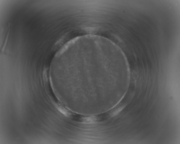 X0000081390286200702090046