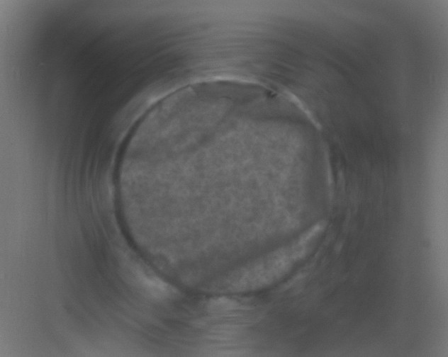 X0000081390290200702090045