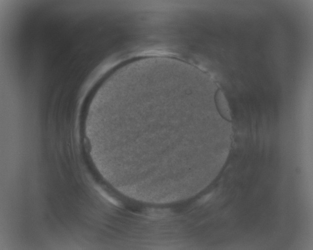 X0000081390296200702090045