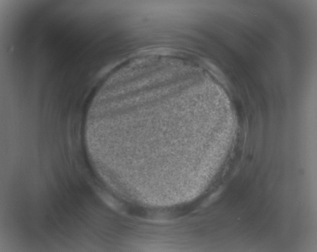 X0000081390301200702090045