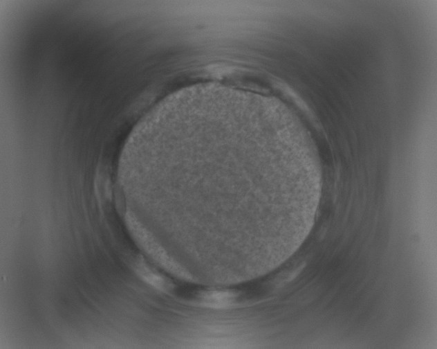 X0000081390313200702090044