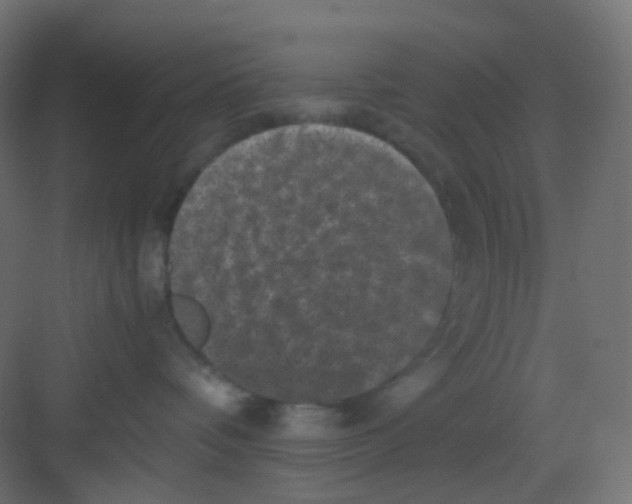 X0000081390336200702090044