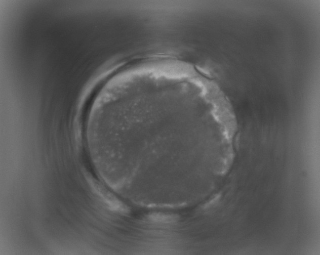 X0000081390343200702090043