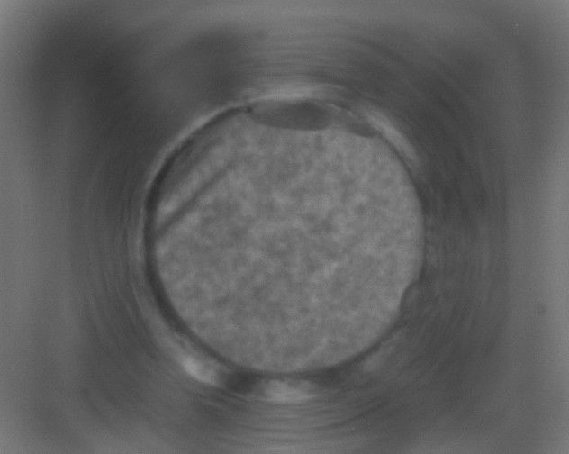 X0000081390346200702090043