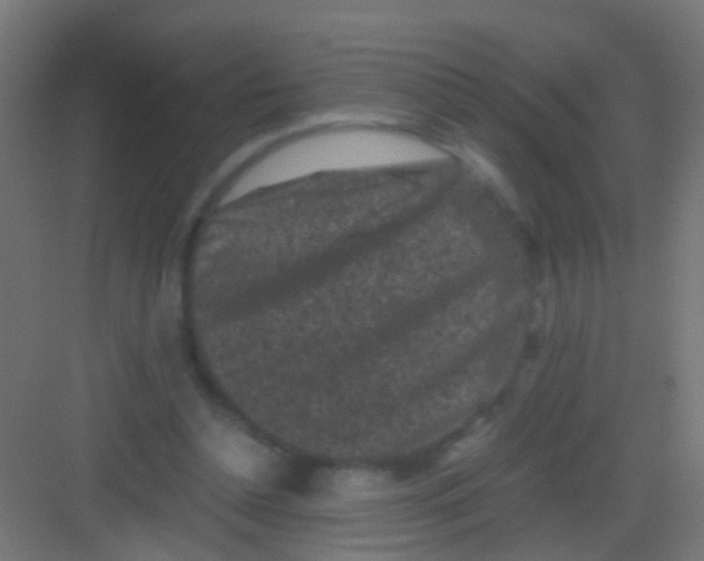 X0000081390348200702090043