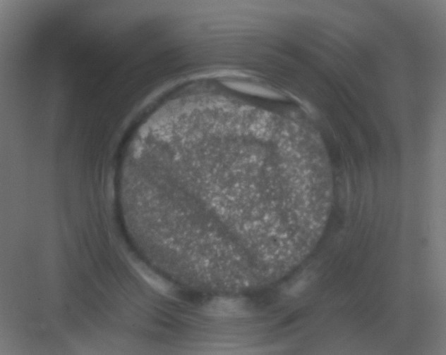 X0000081390350200702090043