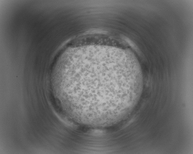 X0000081390352200702090044