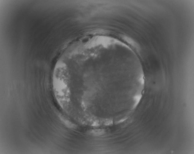 X0000081390353200702090044