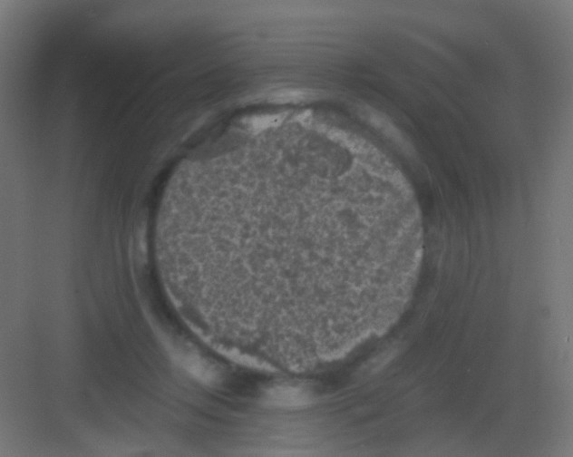 X0000081390358200702090044