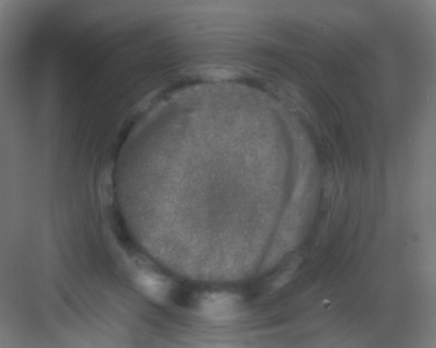 X0000081390360200702090044