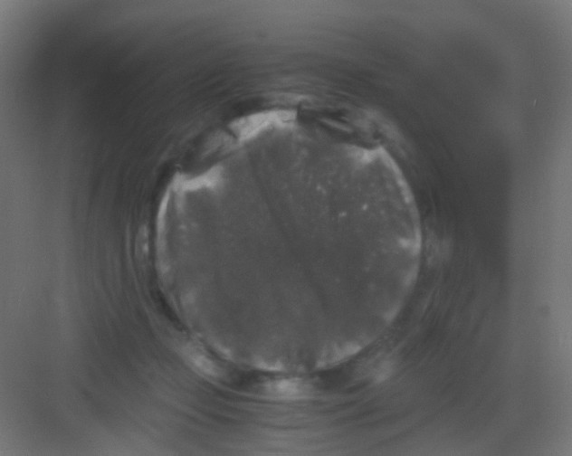 X0000081390365200702090044