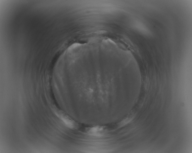 X0000081390366200702090044